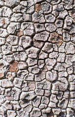 Wooden pattern, rough and texture background