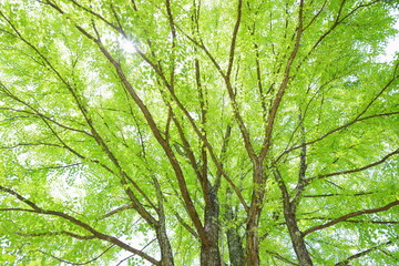 新緑のカツラの大木　木漏れ日