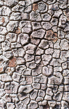 Wooden pattern, rough and texture background
