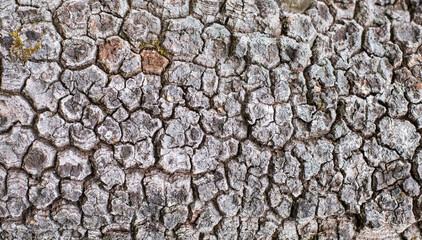 Wooden pattern, rough and texture background