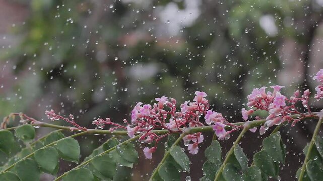 Averrhoa Carambola, a pink flower blooming on the Sweet Star Fruit Tree, is so beautiful under the raindrops. spring.