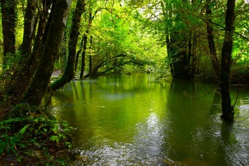 View of Jezerščica river flowing through a forest in Notranjska, Slovenia