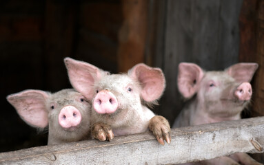 Pigs are free on farm in a pen in mud. Welfare and care of farm animals. Gender selection of livestock. Selective focus.	
