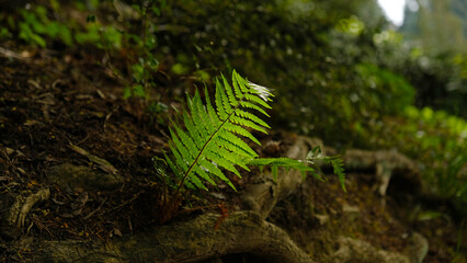 Green fern leaves, natural floral fern in forest. Natural thickets, floral abstract background. Perfect natural fern pattern. Beautiful background made with young green fern leaves. Selective focus.
