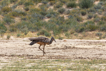 Kori bustard (Ardeotis kori), the largest flying bird native to african bush, Kalahari South Africa, Africa wildlife