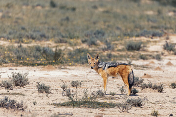 Black-backed jackal, Canis mesomelas in natural habitat Kalahari, South Africa, Africa safari Wildlife