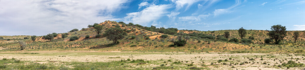 Obraz premium Kalahari desert after rain season, South Africa wilderness