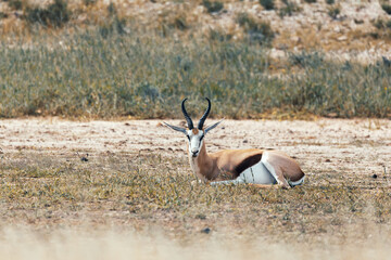Springbok (Antidorcas marsupialis), in green Kalahari, after rain season, South Africa wildlife