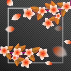 Beautiful Frangipani flowers decorated on transparent background.