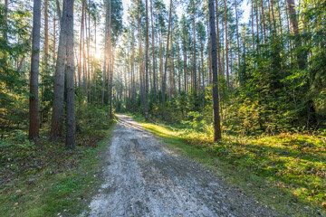 A dirt road in a forest with trees on both sides