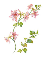 watercolor painting of leaves and flower, on transparent background © photoiget