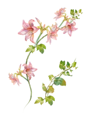 watercolor painting of leaves and flower, on transparent background © photoiget