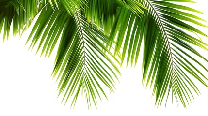 Naklejka premium Green palm leaves isolated on white background with copy space for text.