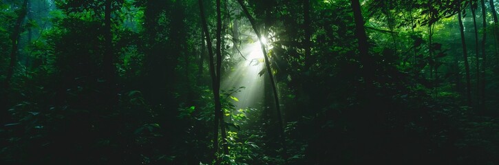 Obraz premium a panorama picture of forrest