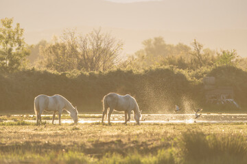 Dreamy image of two Camargue horses at nature reserve of the Isonzo river mouth, Isola della Cona, Gorizia province, Friuli Venezia Giulia, Italy.