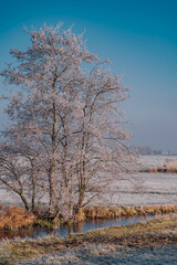 Very cold weather in the Netherlands in the rural region of the dutch farm lands. Winter landscape with frozen trees in the early morning at sunrise