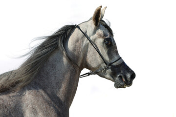 Obraz premium Arabian race нorse portrait against light wall background