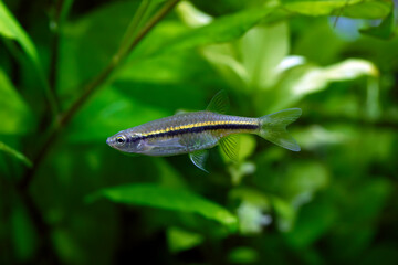 Esomus metallicus - Striped Flying Barb