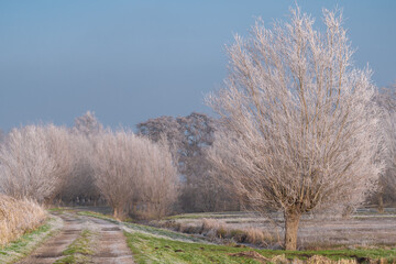 Very cold weather in the Netherlands in the rural region of the dutch farm lands. Winter landscape with frozen trees in the early morning at sunrise