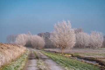 Very cold weather in the Netherlands in the rural region of the dutch farm lands. Winter landscape with frozen trees in the early morning at sunrise