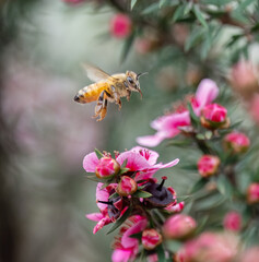 Honey bee flying among pink manuka flowers (Leptospermum scoparium).