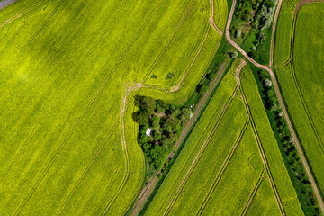 Top view of rapeseed fields. Yellow rapeseed field with stripes and abstract landscape. Germany.