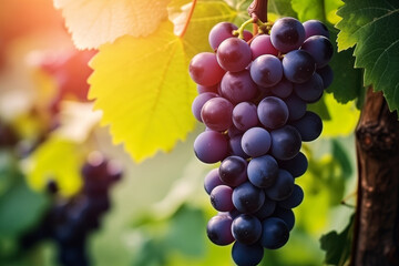 Fototapeta premium Bunch of Grapes Hanging From Vine. Blurred background with copy space