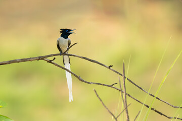 Perched Indian Paradise fly catcher on the tree in its natural habitat