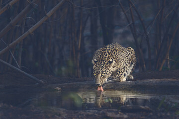 Leopard approaching the water hole for drinking water at Tadoba National Park in its natural habitat