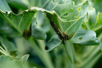 Die Larven vom Kohlweißling Pieris brassicae richten großen Schaden an