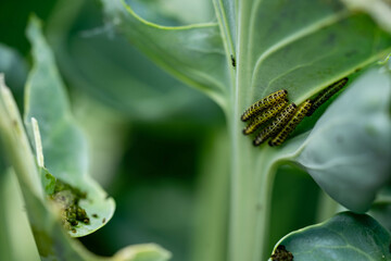 Die Larven vom Kohlwei&szlig;ling Pieris brassicae richten gro&szlig;en Schaden an