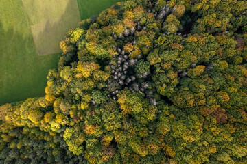 Top down autumn wood. Nature beautiful background. Aerial top view of autumn forest with colorful trees.