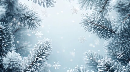 Frosty pine branches with falling snowflakes on a winter background