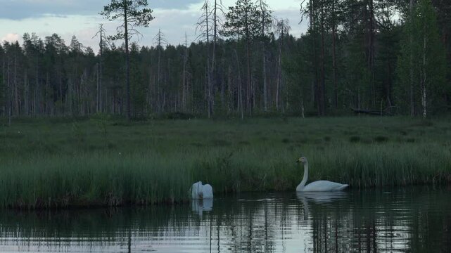 Whooper Swan, Cygnus cygnus, big white bird in the taiga lake in the summer forest, Kuhmo, Finland. Piar of swans in nature habitat. Euurope, wildlife nature.