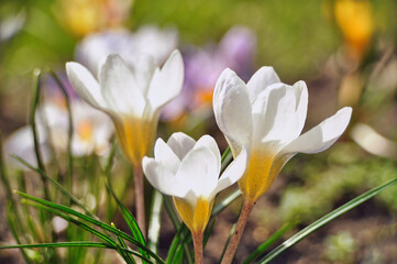 white crocus flowers blooming in spring on a meadow in the grass