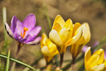 yellow crocus flowers bloom in spring on a meadow in the grass