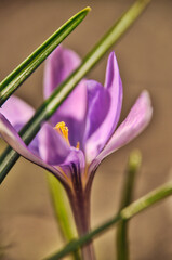 Purple crocus flowers bloom in spring on a meadow in the grass garden flowers