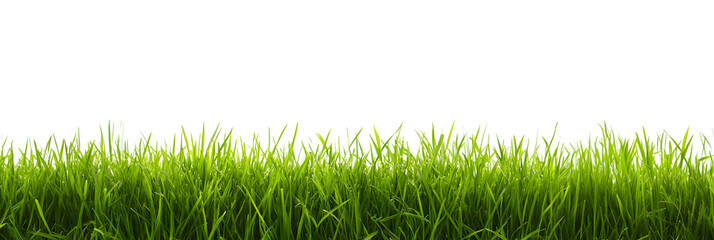 A lush green grass meadow stretches across a white background	