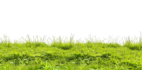 A lush green grass meadow stretches across the white background	