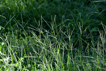 群生したメヒシバ