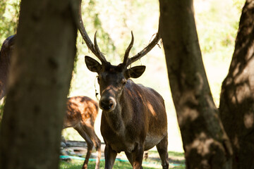 cervo e daino