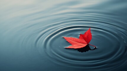 Fototapeta premium A red leaf floating on the water, with ripples spreading out from its center