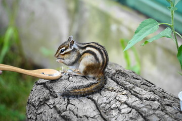 木の上で餌を食べるシマリス