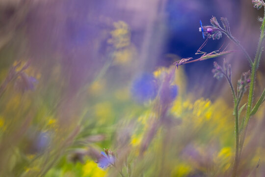 Empusa Pennata Praying Mantis on Wildflowers in Meadow