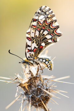 Colorful harlequin butterfly perched on a dry plant