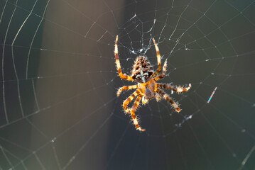 Close-up of a cross spider in its intricate web