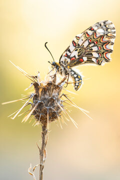 Harlequin butterfly, Zerynthia rumina, perched on a dried plant