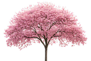 Obraz premium Sakura tree with pink blossoms stands alone against a white background