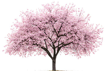 Obraz premium Sakura tree with pink blossoms stands alone against a white background