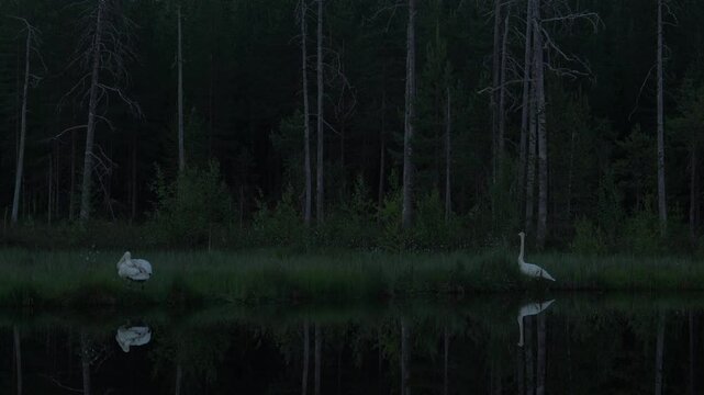 Whooper Swan, Cygnus cygnus, big white bird in the taiga lake in the summer forest, Kuhmo, Finland. Piar of swans in nature habitat. Euurope, wildlife nature.